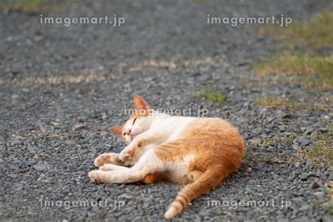 寝ころがる猫 茶トラ白の写真素材 196978031 イメージマート