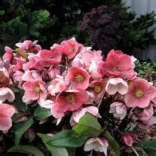 Helleborus Hgc Pink Frost Averycreeknursery