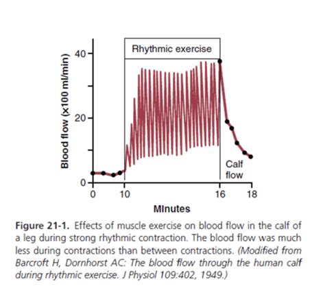 21 P1 Muscle Blood Flow And Cardiac Output During Exercise Flashcards