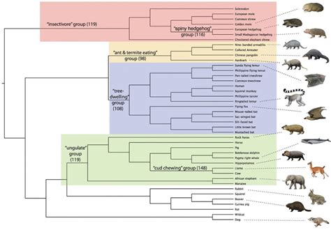 Phylogenetic Tree Mammals