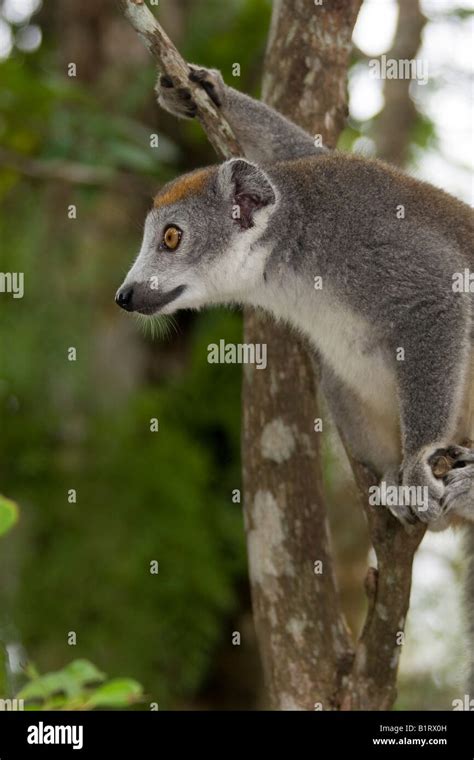 Female Crowned Lemur Hi Res Stock Photography And Images Alamy