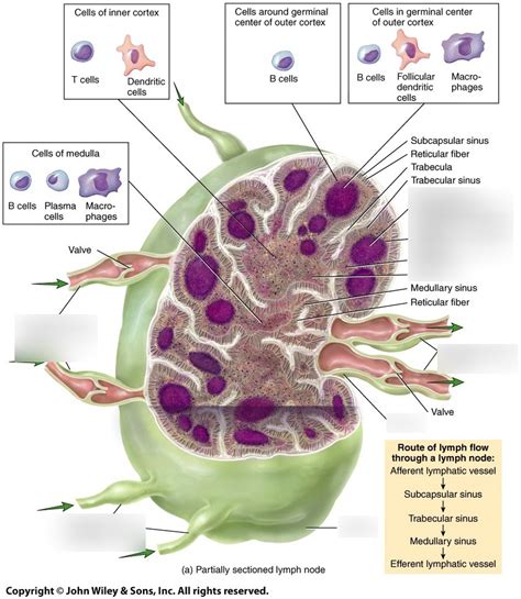 Lymph Node Part I Diagram Quizlet