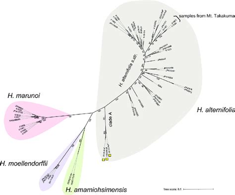 Molecular Phylogenetic Tree Using Mig Seq Data Of Samples Of