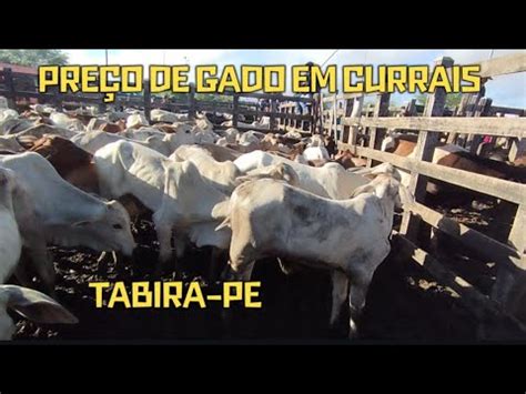 Pre O De Gado Em Currais Em Tabira Pe Youtube