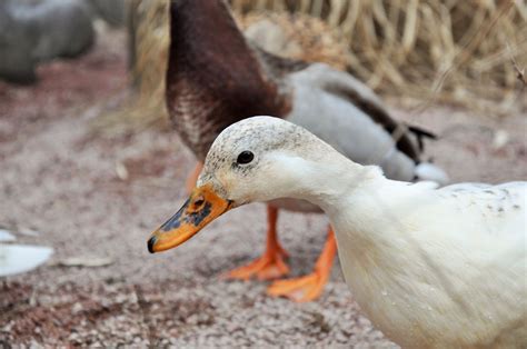 Farma z hodowlą kaczek jako biznes AgroPoradnik pl