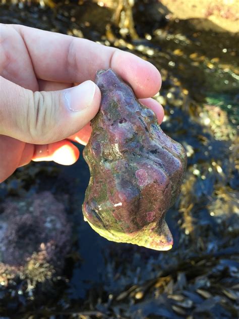 Kellet S Whelk Multi Agency Rocky Intertidal Network Inaturalist