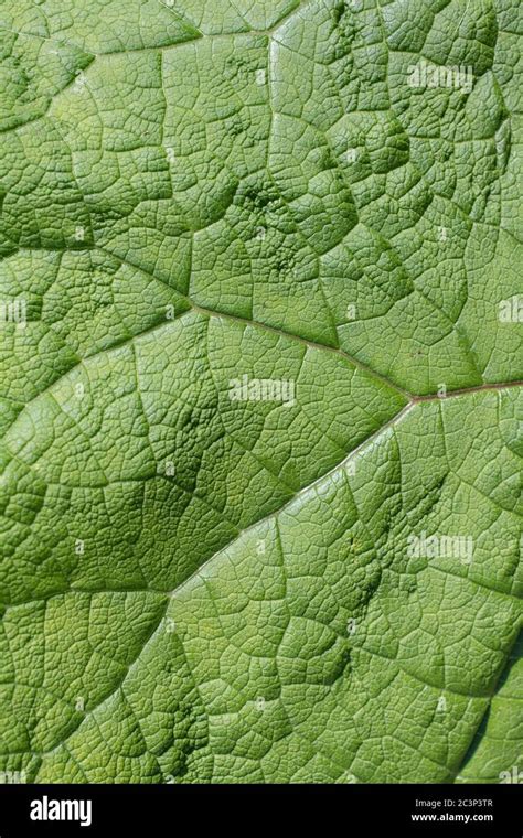 Macro Close Up Shot Leaf Detail Of Greater Burdock Arctium Lappa