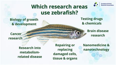 Why Zebrafish Are Used In Animal Research Eara