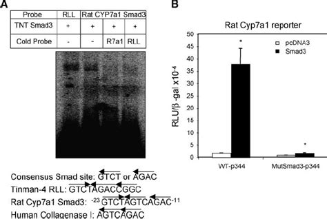 Smad3 Binds To Rat Cyp7a1 Proximal Promoter A P 32 Labeled Probes