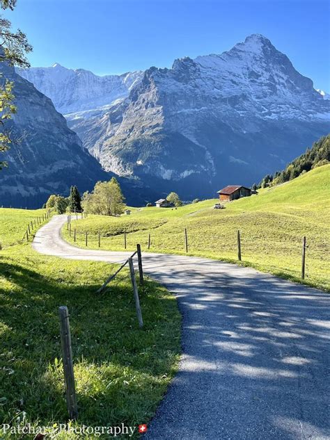 Summer Hike Cat Light Grindelwald Stroll Switzerland Good Morning