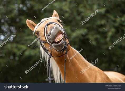 Funny Horse Face Photos, Images & Pictures | Shutterstock