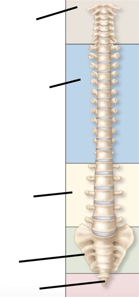 Spinal Cord Lab Practical 3 Diagram Quizlet