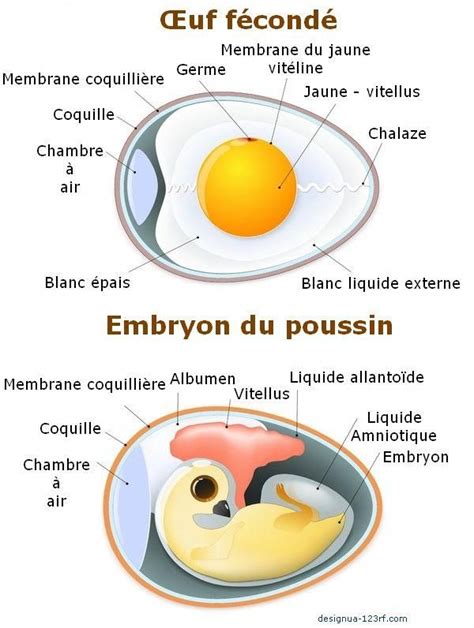 Épinglé sur Chicken Incubator