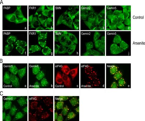 Gemin5 Is Recruited To Stress Granules In Stress Activated Cells A