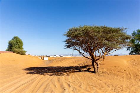 Dubai Uae The Ghaf Tree Stock Photos Pictures And Royalty Free Images