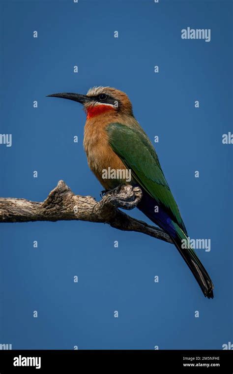 White Fronted Bee Eater Perches On Branch In Profile Stock Photo Alamy