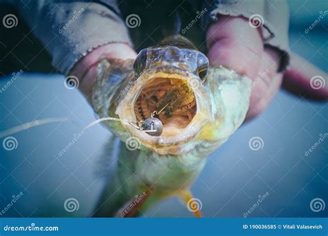 Perch Caught On Soft Bait Stock Image Image Of Line 190036585