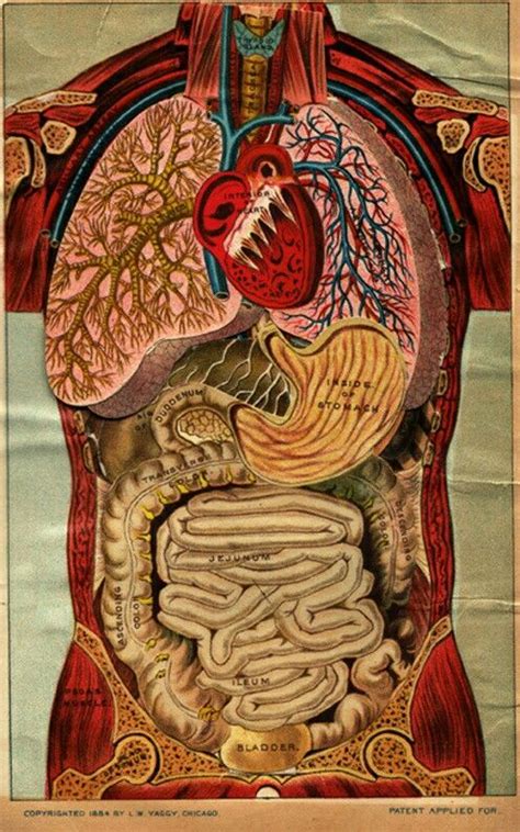 Pin By Janny💛 On Fondos De Pantalla Medical Anatomy Anatomy Art