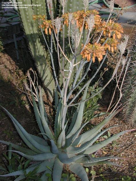 Plantfiles Pictures Aloe Hybrid Aloe Sinkatana X Hereroensis By