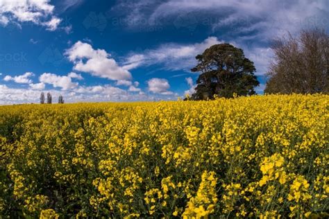 Image Of Canola Crop In Bloom Austockphoto