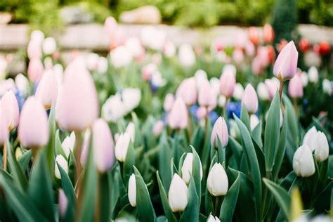 White & Pink Tulips Pictures, Photos, and Images for Facebook, Tumblr ...