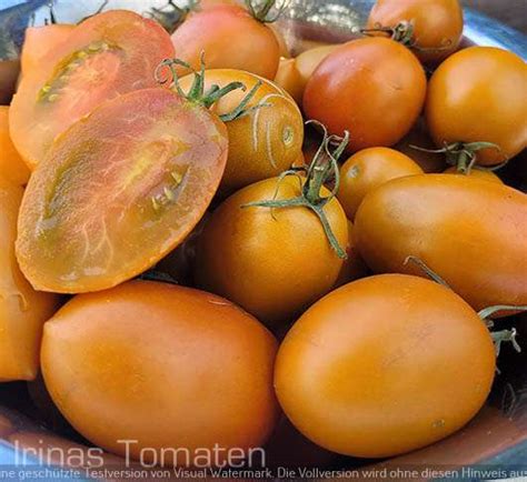 Butterscotch Tomaten Samen Orange Tomaten Samen Irinas Tomaten