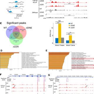 Proposed Model For Malat Regulation Of Tdp Proteostasis Through The