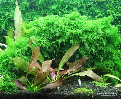 Aquatic Moss. How to grow Aquatic Moss. Info on Java Moss, Christmas ...