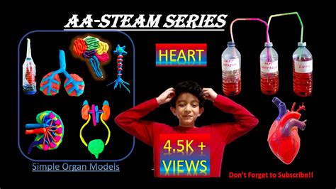 Pumping Heart Experiment How To Make A Model Human Heart How To