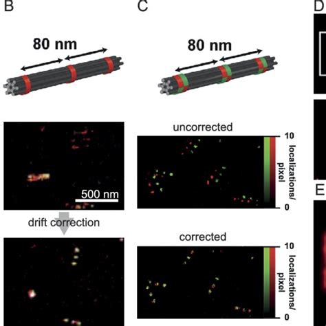 Super Resolution Microscopy With Dna Paint A Nanorulers With Nm