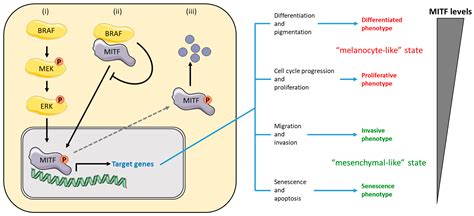 Cancers Free Full Text Braf Mutations In Melanoma Biological