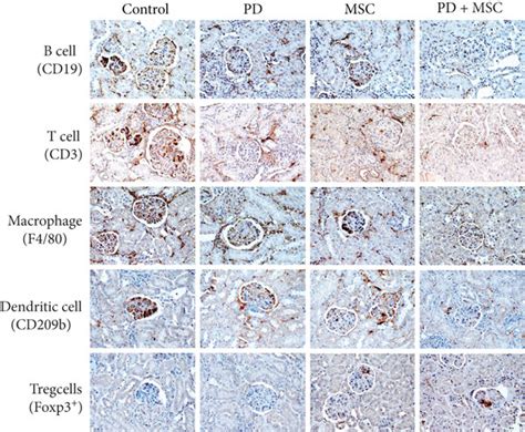 Representative Images Of Immunohistochemical Staining Of Kidneys After