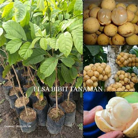 Jual BIBIT BUAH DUKU PALEMBANG SUPER CEPAT BERBUAH Cocok Ditaruh Pot