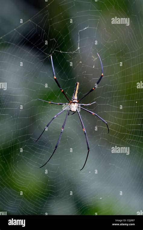 Giant Wood Spider Nephila Maculata Hi Res Stock Photography And Images