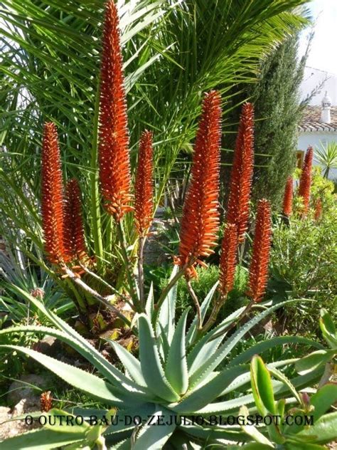 Pedras Plantas E Companhia Ii Fant Sticas Infloresc Ncias