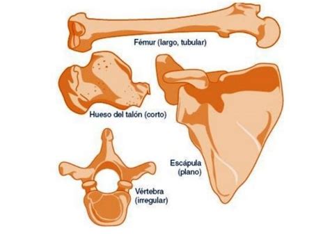 Estructura De Los Huesos Del Cuerpo Humano