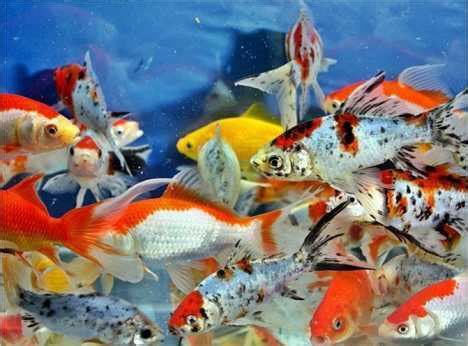 Ini Dia Ikan Hias Aquarium Air Tawar Tercantik