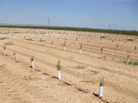 Gu A Completa C Mo Plantar Un Almendro Y Asegurar Una Cosecha Fruct Fera