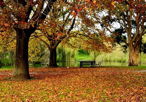 Fall In Love With Sydney Best Places To See Autumn Leaves In New South