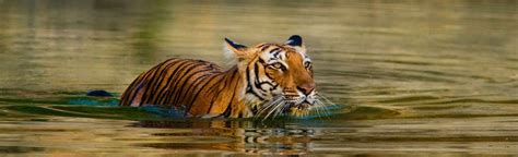 Ranthambore National Park, Travel Ranthambore National Park and ...