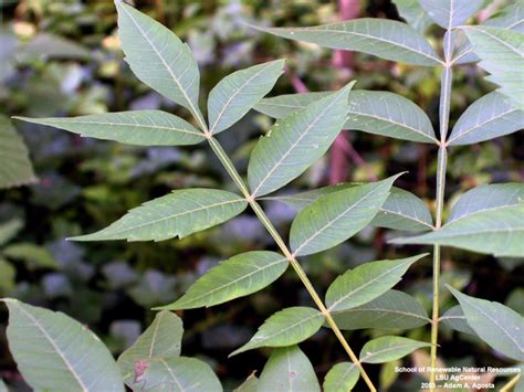 Louisiana Plant Id Rhus Copallinum Winged Sumac