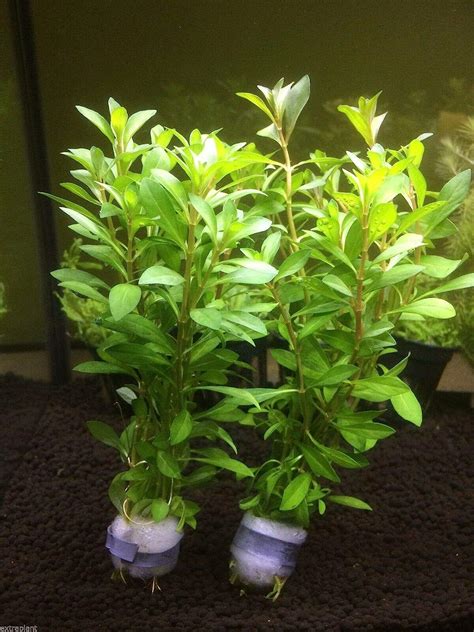 Ludwigia Arcuata Bunch Repens Nadel Blätter Lebende Frische Aquarium