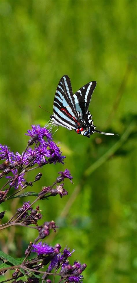 Pin By Nella Capitaine Drouaillet On Mariposas Y Libelulas