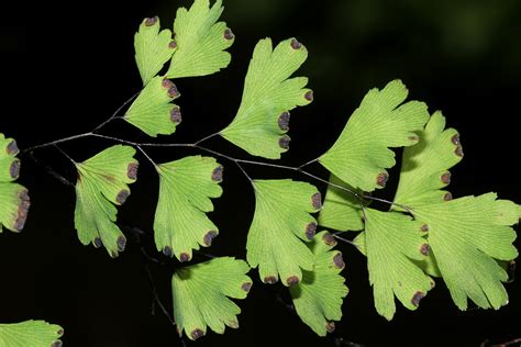 Flora Of Zimbabwe Species Information Individual Images Adiantum