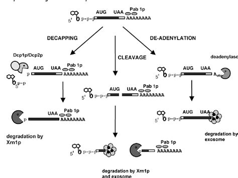 Figure 1 From Control Of MRNA Stability In Eukaryotes Semantic Scholar