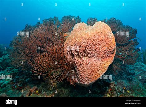 Coral reef, Giant barrel sponge (Xestospongia muta), Deepwater sea fan (Iciligorgia schrammi ...