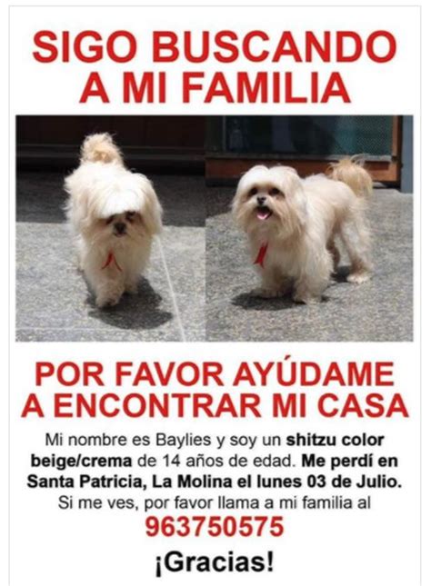 C Mo Encontrar A Un Perro Perdido Tips Para Buscar A Tu Mascota