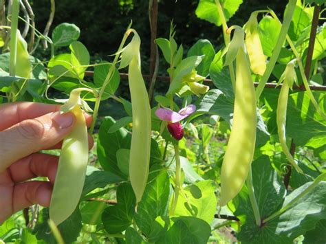 Pois Fondant De Saint D Sirat Semences Le Potager Ornemental De Catherine