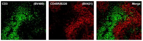 Bv Rat Anti Mouse Cd Molecular Complex