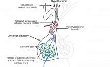 HPG Axis – Foundations of Neuroscience